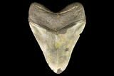 Fossil Megalodon Tooth - North Carolina #124333-2